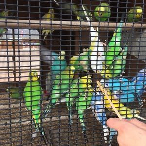 Meet your Posher, Grace